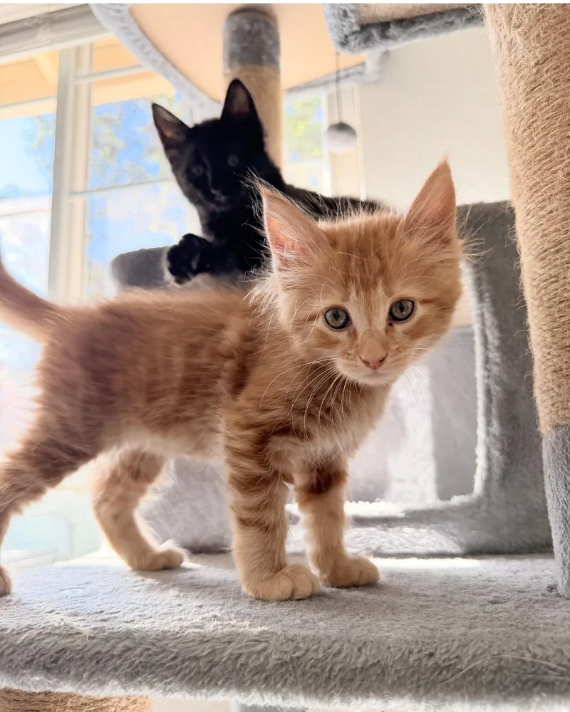 A baby small-sized female Tabby (Orange / Red) Domestic Medium Hair cat named Rogue for adoption in Elk Grove, CA