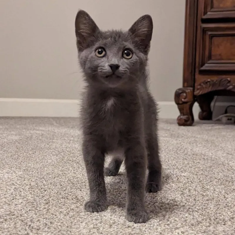 A baby small-sized female Gray / Blue / Silver Domestic Short Hair cat named Zara for adoption in Franklin, TN