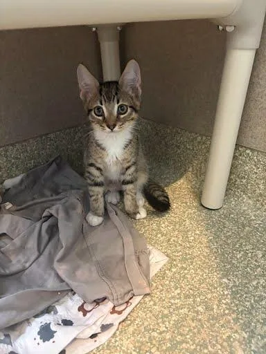 A baby medium-sized male Domestic Short Hair cat named Shiseo for adoption in Washington, DC