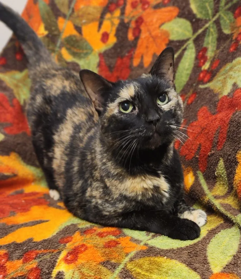 A senior medium-sized female Domestic Short Hair cat named Fall for adoption in Superior, WI