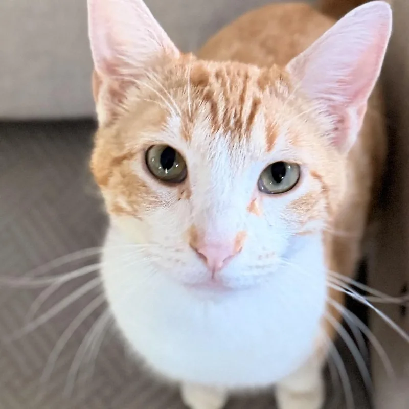 A young medium-sized male Orange / Red Domestic Short Hair cat named Hamilton for adoption in Fort Worth, TX