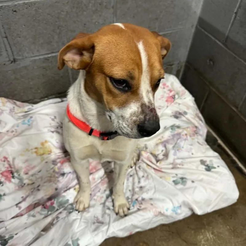 An adult small-sized female Boxer dog named Pizzazz for adoption in Corbin, KY