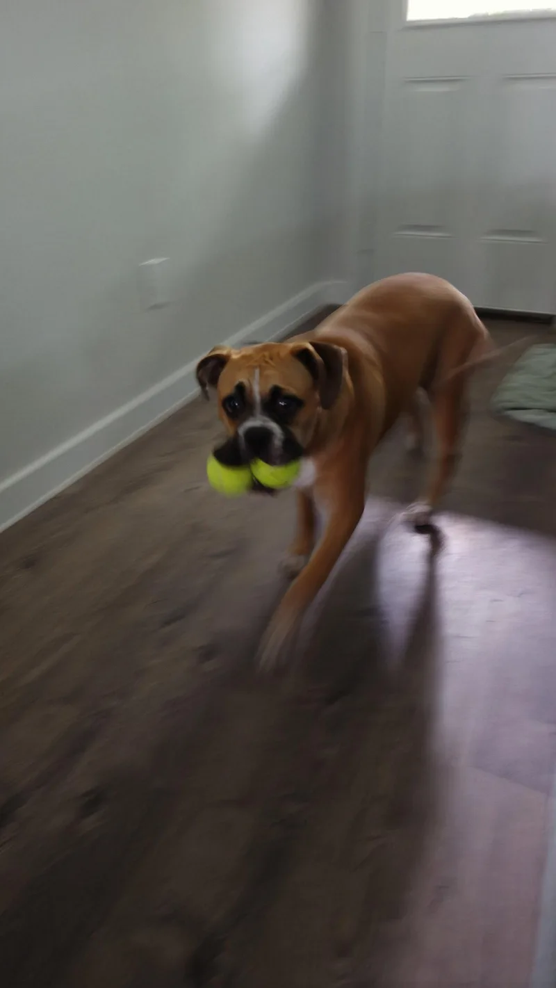 A young medium-sized female Boxer dog named Maiko for adoption in Katy, TX