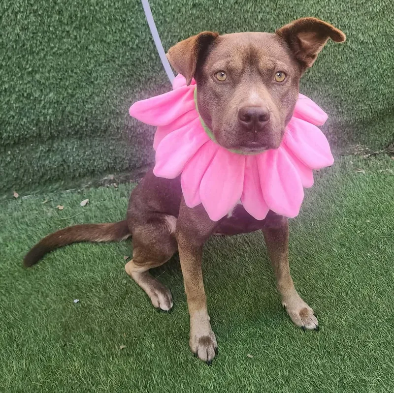 A young medium-sized female Brown / Chocolate American Staffordshire Terrier dog named Dove for adoption in Oak Point, TX