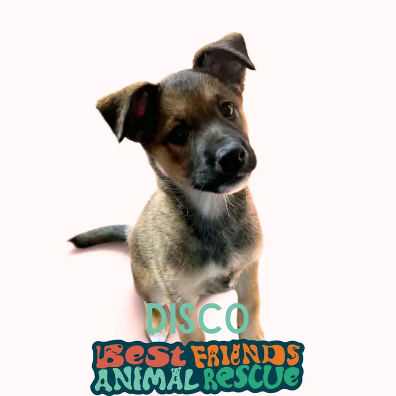 Disco