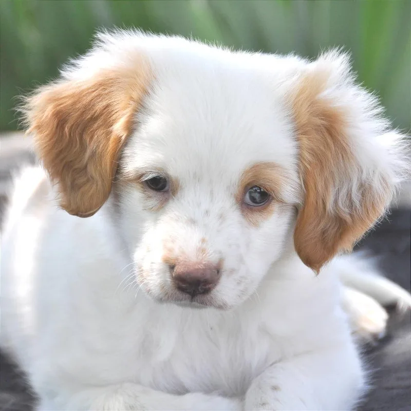 A baby medium-sized female White / Cream Mixed Breed dog named Stella for adoption in Prescott, AZ
