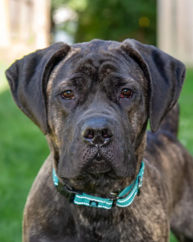 An adult large-sized female Brindle Mastiff dog named Stella for adoption in Nashville, TN