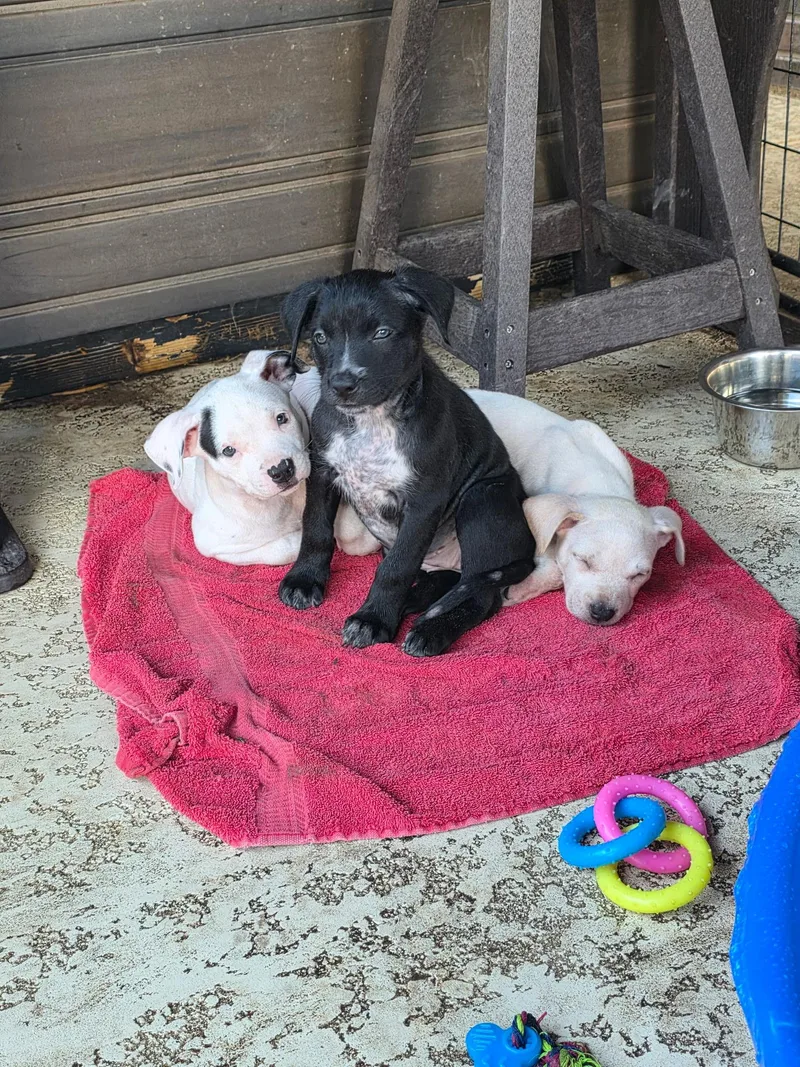 A baby medium-sized male American Staffordshire Terrier dog named Parker for adoption in Houston, TX