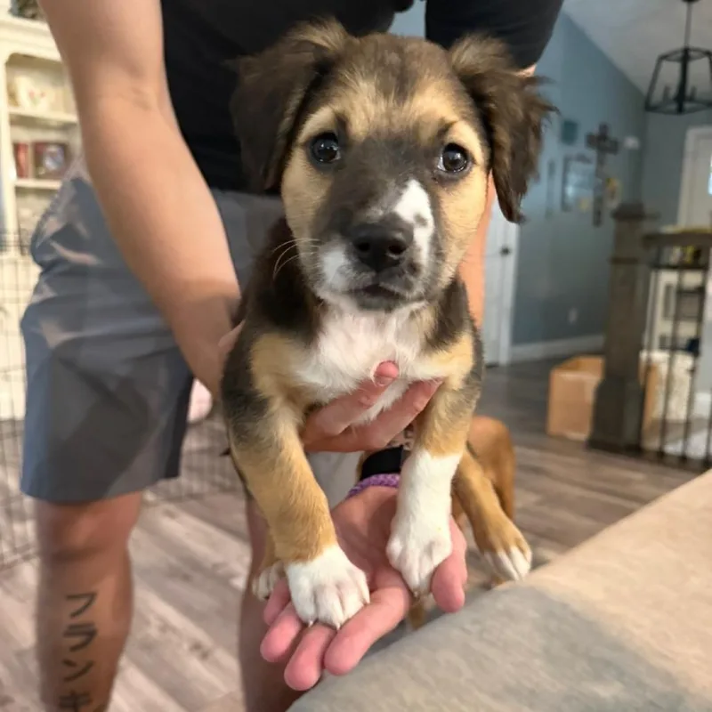 A baby small-sized female Australian Shepherd dog named Dot for adoption in Dayton, OH