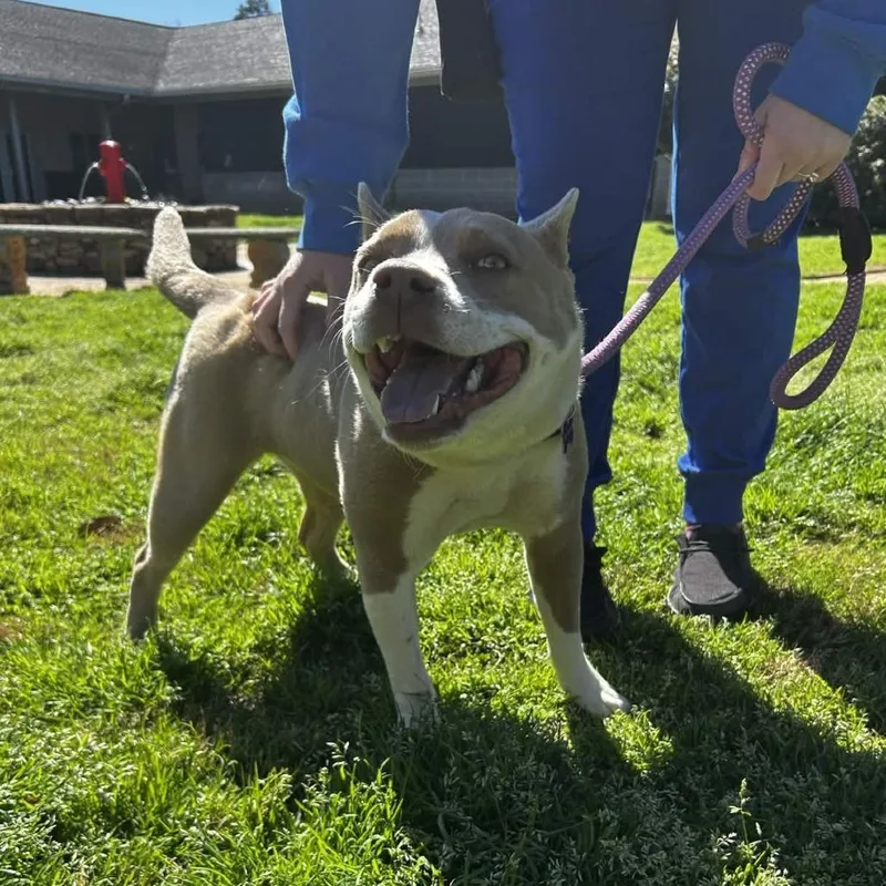 A young medium-sized female Yellow / Tan / Blond / Fawn Terrier dog named Yola for adoption in Greenville, SC