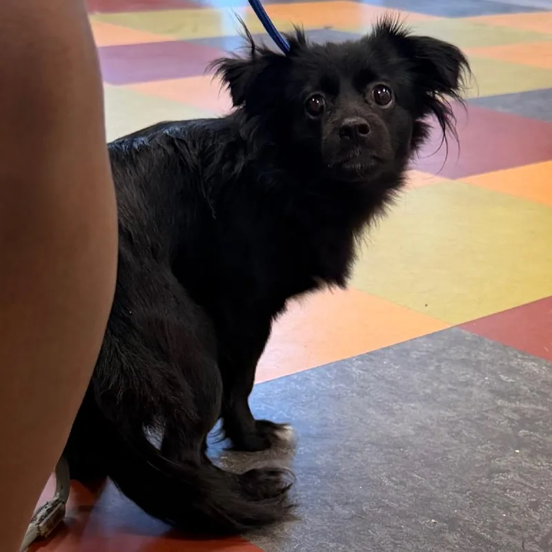 An adult small-sized female Black Mixed Breed dog named Sunny for adoption in West Chester, PA