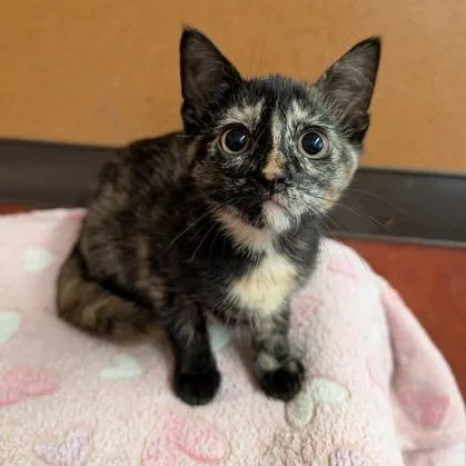 A baby small-sized female Tortoiseshell Domestic Short Hair cat named Garnet for adoption in Rochester, MN