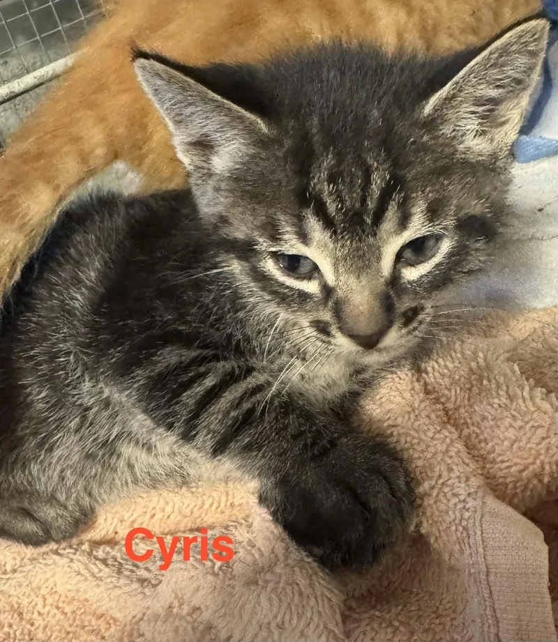 A baby small-sized male Tabby (Brown / Chocolate) Tabby cat named Cyris for adoption in Shrewsbury, MA