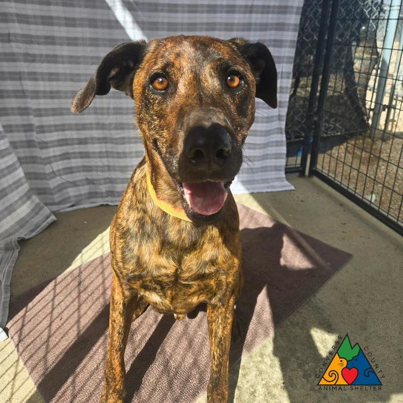 An adult large-sized male Brindle Greyhound dog named Oscar for adoption in Douglas, WY