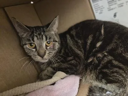 A young medium-sized female Domestic Short Hair cat named Basalt for adoption in Westland, MI