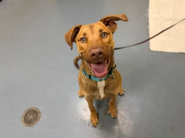 A young large-sized male Labrador Retriever dog named Ceasar for adoption in Denver, CO