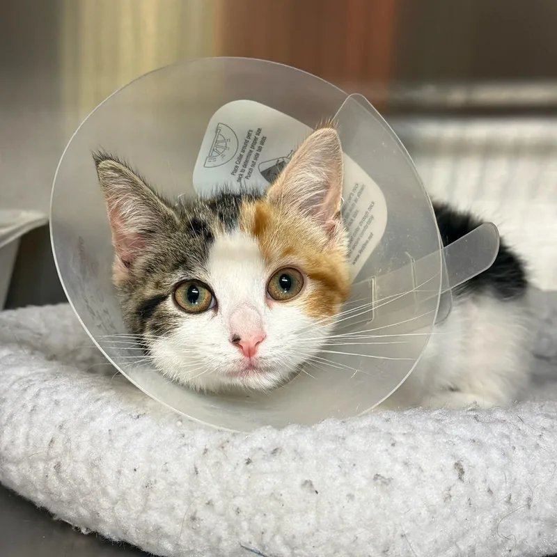 A baby small-sized female Calico Domestic Short Hair cat named Waikiki for adoption in Wayne, NJ