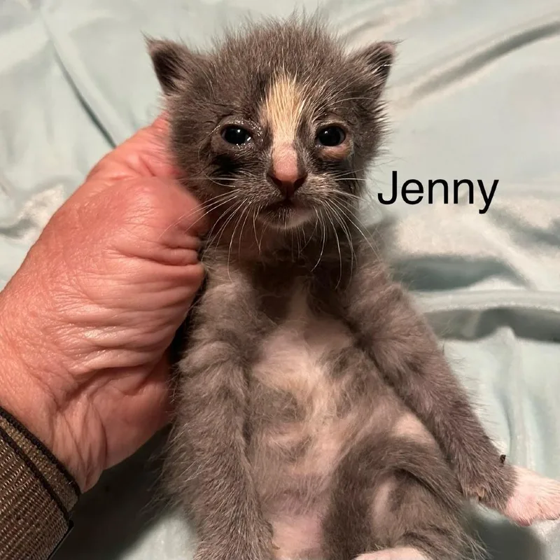 A baby small-sized female Gray / Blue / Silver Domestic Short Hair cat named Jenny for adoption in Greensboro, GA