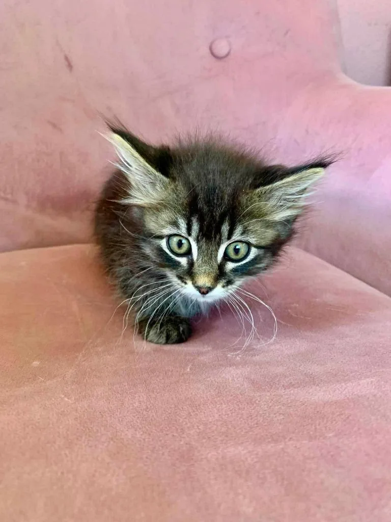 A baby medium-sized male Domestic Short Hair cat named Twix for adoption in Cloquet, MN