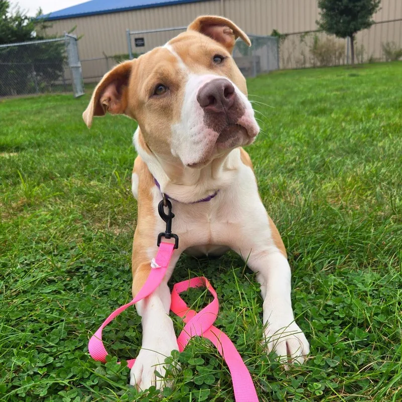 An adult large-sized female Yellow / Tan / Blond / Fawn American Staffordshire Terrier dog named Autumn for adoption in Champaign, IL
