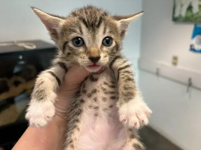 A baby medium-sized female Domestic Short Hair cat named Vera for adoption in Chatsworth, CA