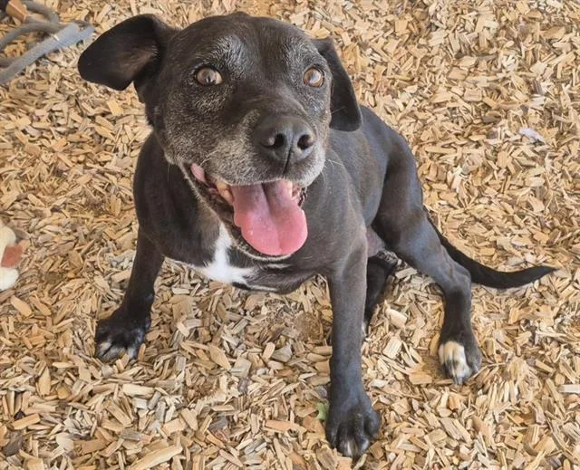 An adult medium-sized female Pit Bull Terrier dog named Missy for adoption in Albuquerque, NM