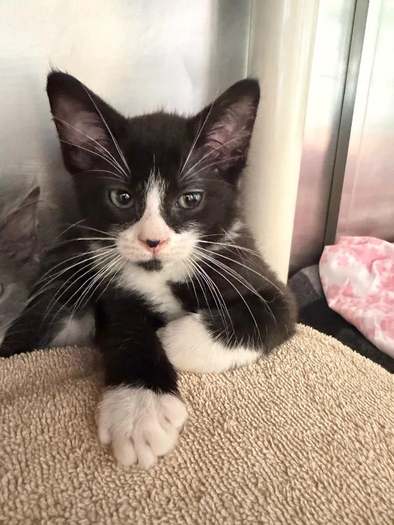 A baby medium-sized male Domestic Short Hair cat named Scarecrow for adoption in Pomona, NY