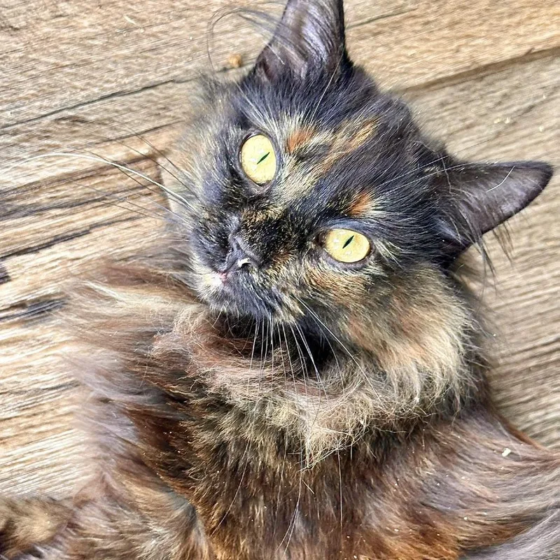 An adult small-sized female Tortoiseshell Domestic Long Hair cat named Rosemary for adoption in Leechburg, PA