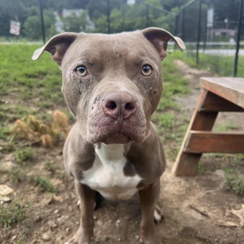 A young medium-sized male Yellow / Tan / Blond / Fawn American Staffordshire Terrier dog named Popsicle for adoption in Yonkers, NY