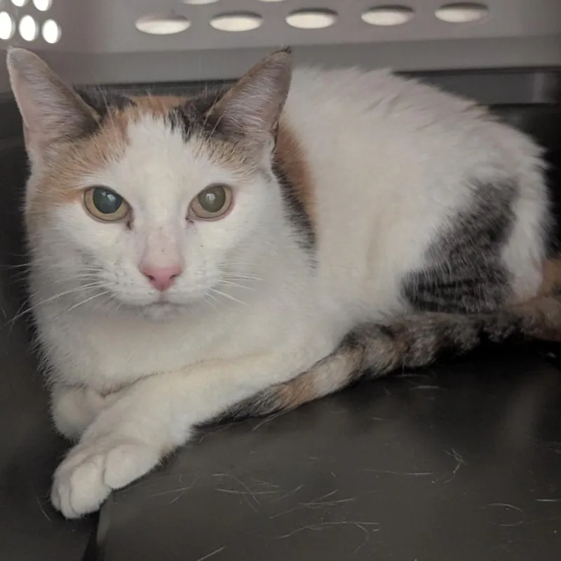 A senior medium-sized female Calico Domestic Short Hair cat named Sugar and Spice for adoption in Indiana, PA