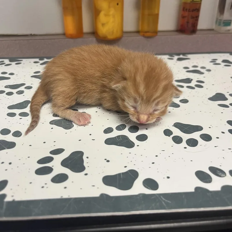 A baby small-sized male Orange / Red Domestic Short Hair cat named Lou for adoption in Durango, CO