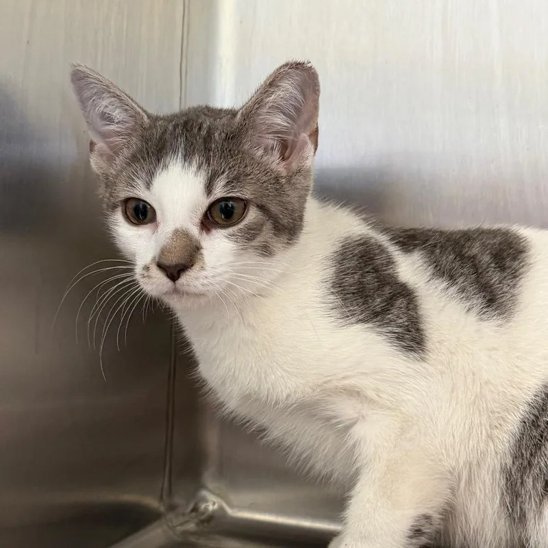 A baby small-sized female White Domestic Short Hair cat named Pearl for adoption in East Hanover, NJ