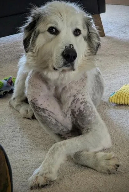 Rosie