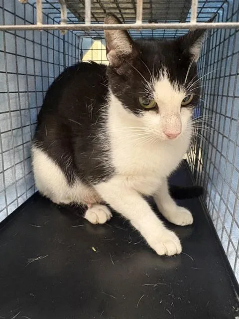 A young medium-sized female Domestic Short Hair cat named Shelly for adoption in Fort Myers, FL