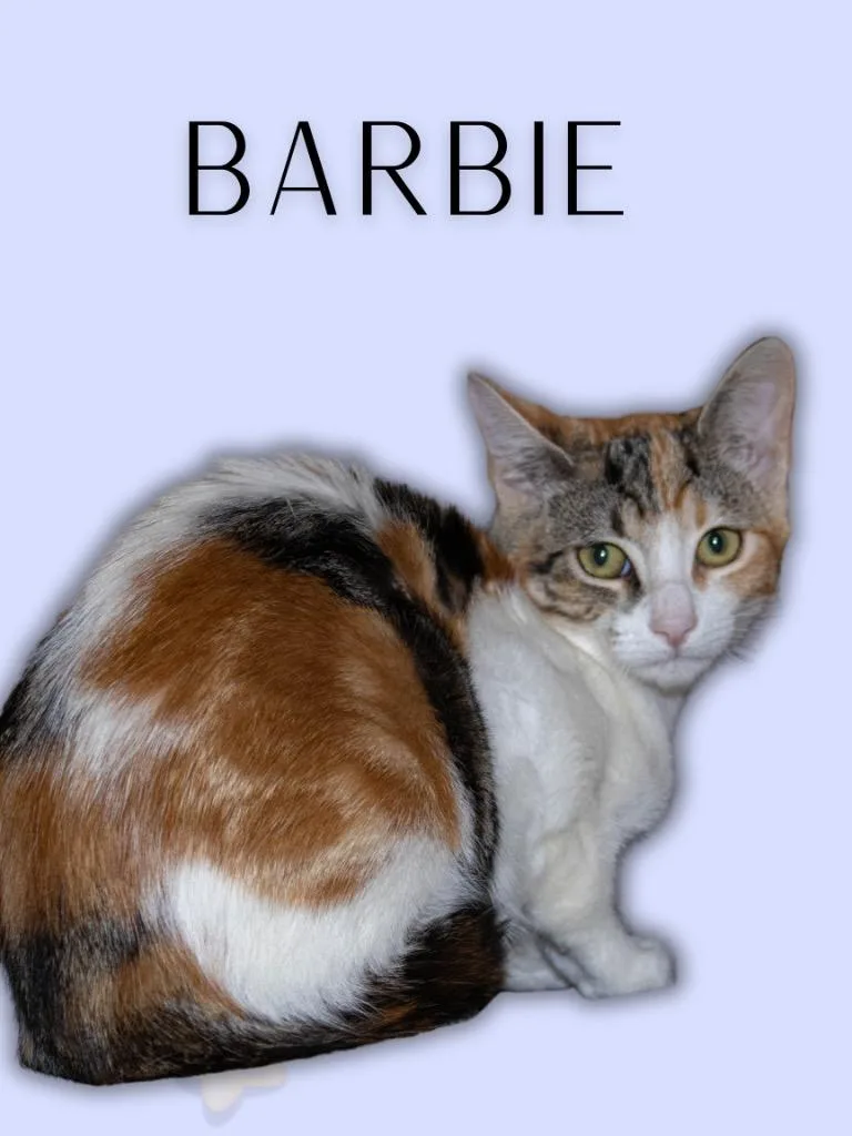 A young medium-sized female Tabby (Buff / Tan / Fawn) Tabby cat named Barbie for adoption in Mira Loma, CA