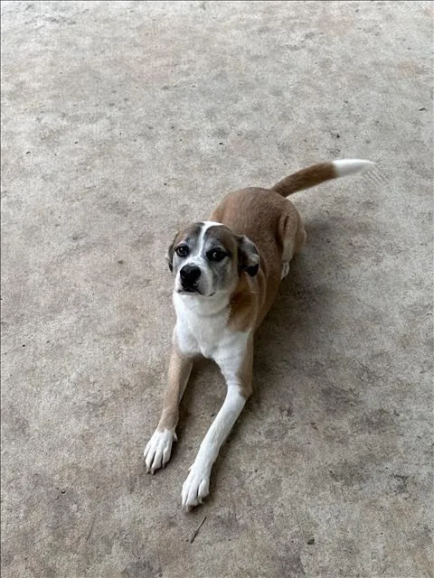 An adult medium-sized male Beagle dog named Baxter for adoption in Conroe, TX