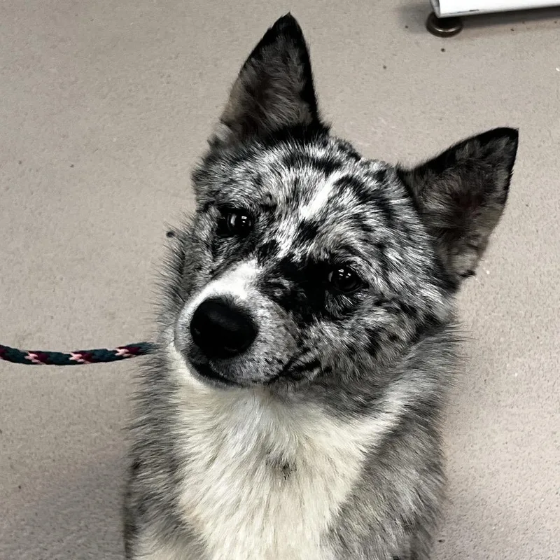 An adult medium-sized male Gray / Blue / Silver Mixed Breed dog named Drama for adoption in Newark, NJ