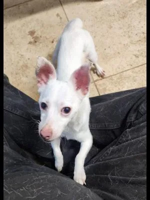 Snowball thumbnail 2