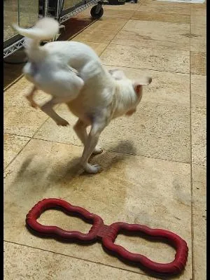 Snowball thumbnail 3