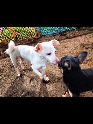 Snowball thumbnail 5