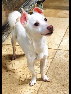 Snowball thumbnail 6