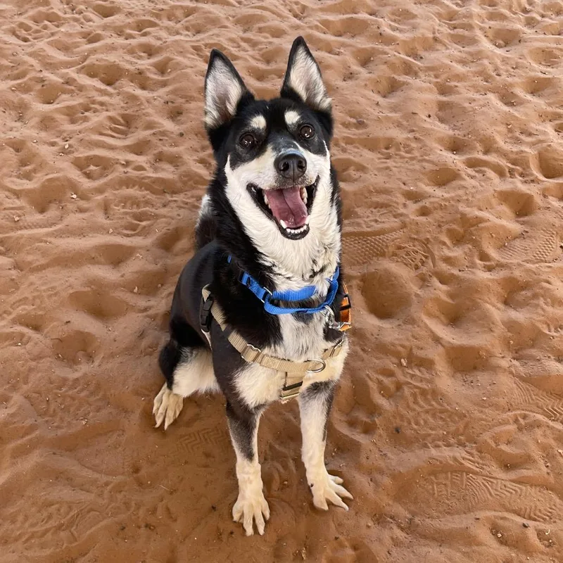 An adult medium-sized female Black Australian Kelpie dog named Mooney for adoption in Kanab, UT