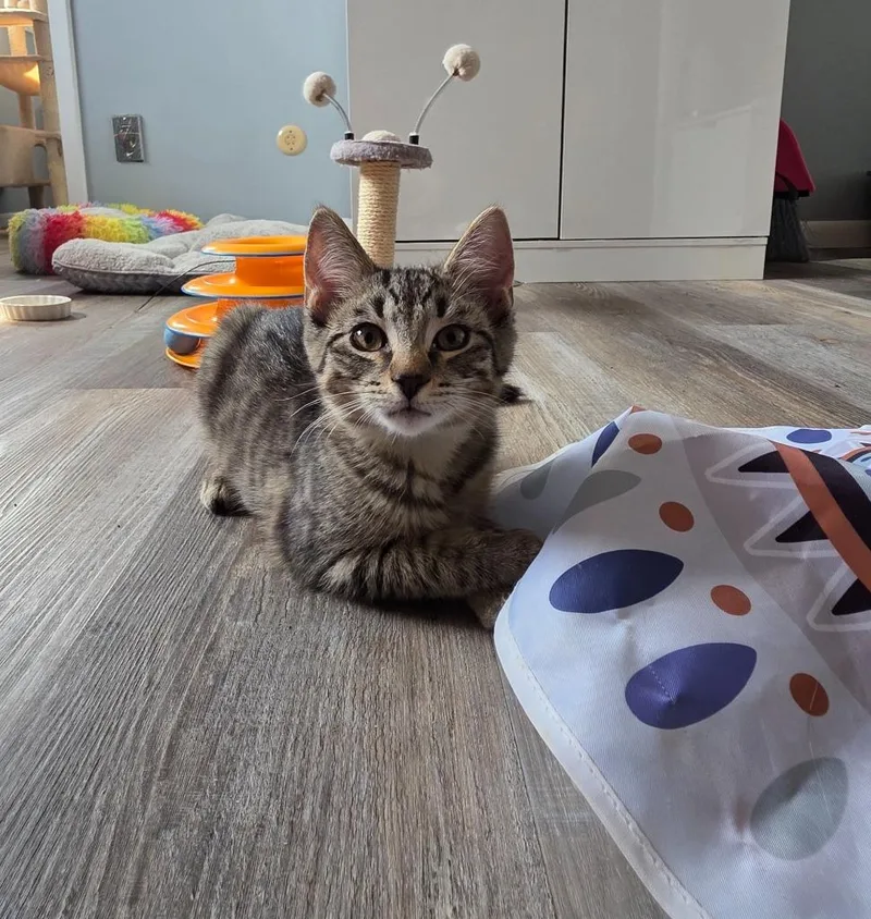 A baby medium-sized male Domestic Short Hair cat named Fiyero for adoption in Findlay, OH