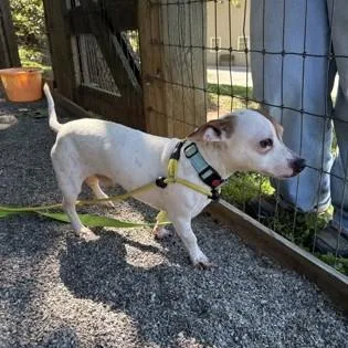 An adult small-sized male White / Cream Chihuahua dog named Brutus for adoption in Phoenixville, PA