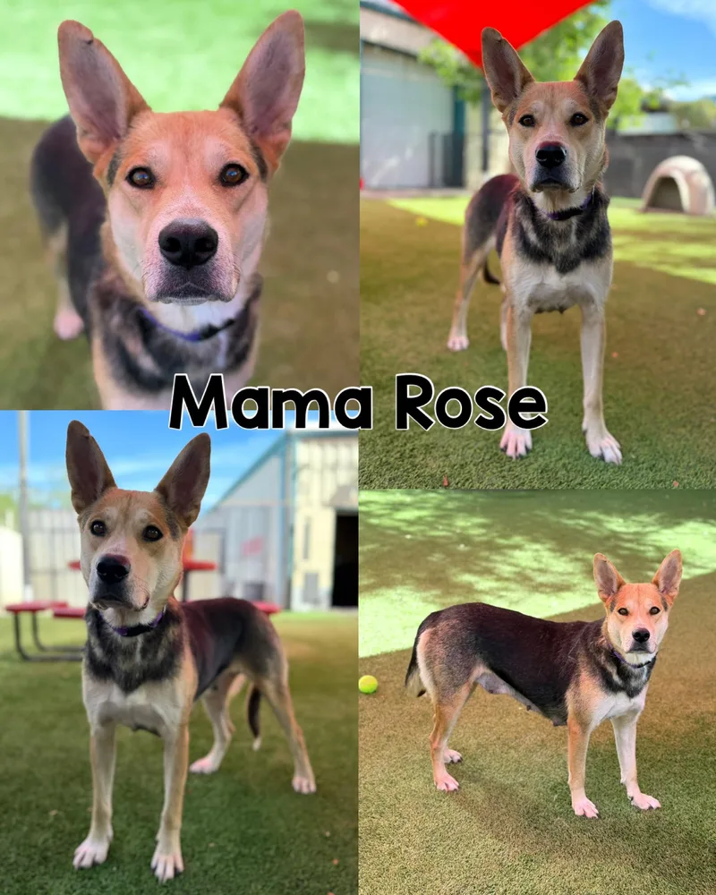 A young medium-sized male Apricot / Beige Mixed Breed dog named Rose's Litter for adoption in Glendale, AZ