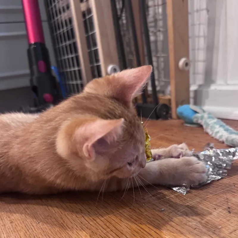 A baby small-sized male Orange / Red Domestic Short Hair cat named Ash for adoption in Jupiter, FL