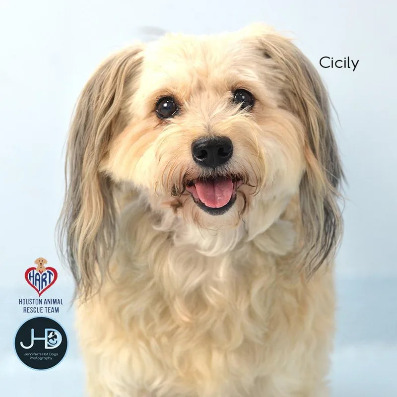 Cicily thumbnail 3