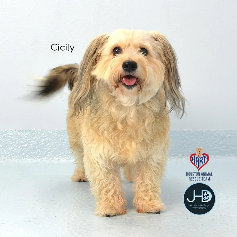 Cicily thumbnail 6