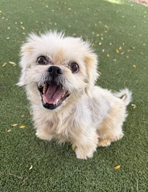 An adult small-sized female Brussels Griffon dog named Cheri for adoption in Castaic, CA
