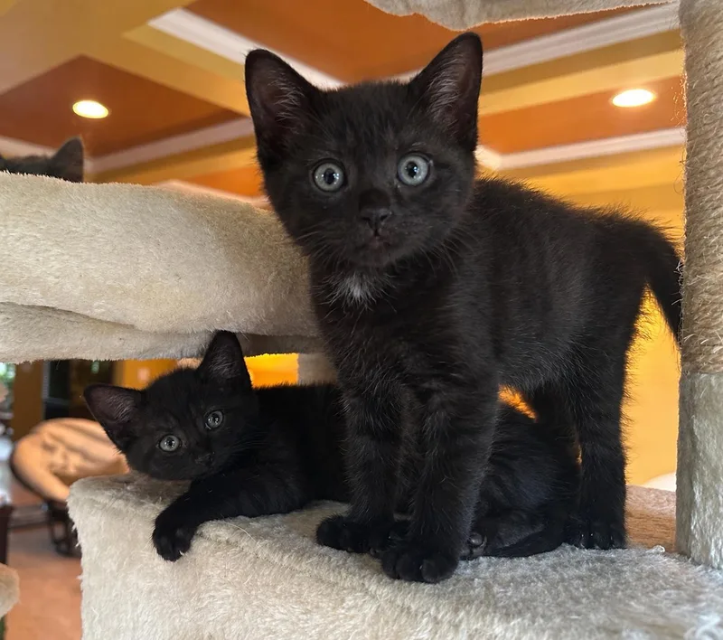 A baby medium-sized female Black Domestic Short Hair cat named Bean Sprout for adoption in Lemoyne, PA